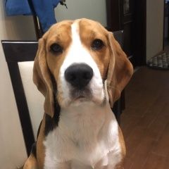 Подробнее об объявлении «Пропала собака кобель Самара» Фото: пропала собака Бигль «Пропала собака кобель Самара» в г. Самара