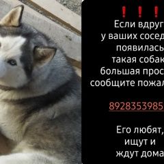 Подробнее об объявлении «Ессентуки Пропала собака кобель хаски» Фото: пропала собака Сибирская хаски «Ессентуки Пропала собака кобель хаски» в г. Ессентуки