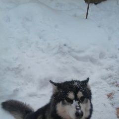 Подробнее об объявлении «Курган Пропала собака» Фото: пропала собака  «Курган Пропала собака» в г. Курган