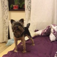 Подробнее об объявлении «Пропала собака кобель помогите  Санкт-Петербург» Фото: пропала собака Йоркширский терьер «Пропала собака кобель помогите  Санкт-Петербург» в г. Санкт-Петербург