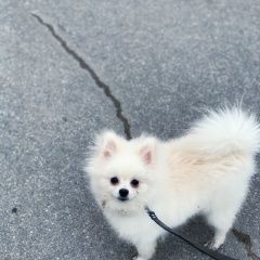 Подробнее об объявлении «Пропала собака кобель белый померанский шпиц Санкт-Петербург» Фото: пропала собака Померанский шпиц «Пропала собака кобель белый померанский шпиц...» в г. Санкт-Петербург