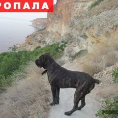 Подробнее об объявлении «Севастополь Пропала собака кобель помогите найти» Фото: пропала собака  «Севастополь Пропала собака кобель помогите найти» в г. Севастополь
