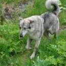 Подробнее об объявлении «Пропала собака разноглазая. Санкт-Петербург» Фото: пропала собака  «Пропала собака разноглазая. Санкт-Петербург» в г. Санкт-Петербург