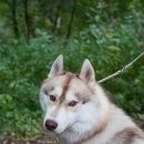 Подробнее об объявлении «Пропала собака кобель молодой кобель хаски Москва» Фото: пропала собака Сибирская хаски «Пропала собака кобель молодой кобель хаски Москва» в г. Москва