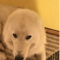 Подробнее об объявлении «Севастополь Пропала собака кобель» Фото: пропала собака Маремма «Севастополь Пропала собака кобель» в г. Севастополь