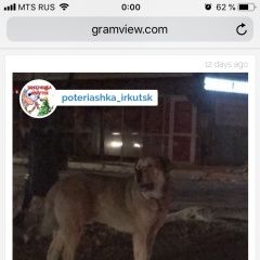 Подробнее об объявлении «Иркутск Пропала собака кобель» Фото: пропала собака Испанский мастиф «Иркутск Пропала собака кобель» в г. Иркутск