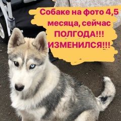 Подробнее об объявлении «Пропала собака Смоленск» Фото: пропала собака Сибирская хаски «Пропала собака Смоленск» в г. Смоленск