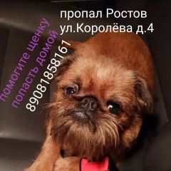 Подробнее об объявлении «Пропала собака кобель Ростов-на-Дону» Фото: пропала собака Брюссельский гриффон «Пропала собака кобель Ростов-на-Дону» в г. Ростов-на-Дону