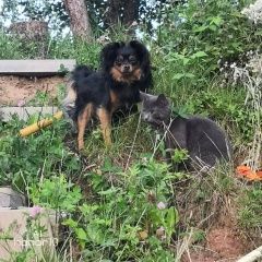 Подробнее об объявлении «Пропала собака кобель мальчик чак Смоленск» Фото: пропала собака Русский той-терьер «Пропала собака кобель мальчик чак Смоленск» в г. Смоленск