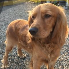 Подробнее об объявлении «Пропала собака кобель в деревне жариково. Пограничный» Фото: пропала собака Русский охотничий спаниель «Пропала собака кобель в деревне жариково....» в г. Пограничный