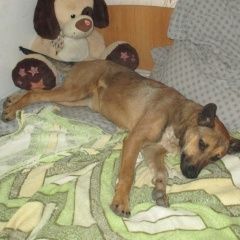 Подробнее об объявлении «Пропала собака девочка, 6 мес. беспородная Белгород» Фото: пропала собака  «Пропала собака девочка, 6 мес. беспородная...» в г. Белгород