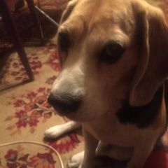 Подробнее об объявлении «Пропала собака кобель бигль Санкт-Петербург» Фото: пропала собака  «Пропала собака кобель бигль Санкт-Петербург» в г. Санкт-Петербург