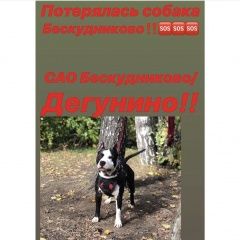 Подробнее об объявлении «Пропала собака кобель Москва» Фото: пропала собака Стаффордширский бультерьер «Пропала собака кобель Москва» в г. Москва
