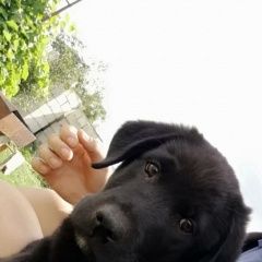 Подробнее об объявлении «Пропала собака кобель Тамбов» Фото: пропала собака  «Пропала собака кобель Тамбов» в г. Тамбов