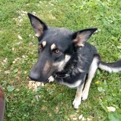 Подробнее об объявлении «Пропала собака Сысерть» Фото: пропала собака Восточно-европейская овчарка «Пропала собака Сысерть» в г. Сысерть