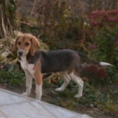 Подробнее об объявлении «Пропала собака эстонская гончая калужская обл. Бабынино» Фото: пропала собака  «Пропала собака эстонская гончая калужская обл....» в г. Бабынино