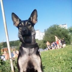 Подробнее об объявлении «Пропала собака Реутов» Фото: пропала собака Немецкая овчарка «Пропала собака Реутов» в г. Реутов