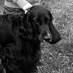 Подробнее об объявлении «Пропала собака кобель Троицк» Фото: пропала собака Английский кокер-спаниель «Пропала собака кобель Троицк» в г. Троицк