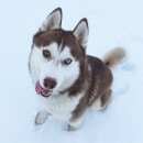 Подробнее об объявлении «Нарофоминск Пропала собака кобель» Фото: пропала собака Сибирская хаски «Нарофоминск Пропала собака кобель» в г. Нарофоминск