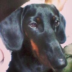 Подробнее об объявлении «Пропала собака кобель.порода такса.кобель. Городище (Волгоградская обл.)» Фото: пропала собака Такса «Пропала собака кобель.порода такса.кобель....» в г. Городище (Волгоградская обл.)