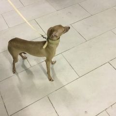 Подробнее об объявлении «Пропала собака маленькая желтенькая с поводком Санкт-Петербург» Фото: пропала собака Левретка «Пропала собака маленькая желтенькая с поводком...» в г. Санкт-Петербург