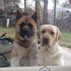 Подробнее об объявлении «Пропала собака кобель (две собаки амер. акита и лабрадор) Сестрорецк» Фото: пропала собака Лабрадор ретривер «Пропала собака кобель (две собаки амер. акита и...» в г. Сестрорецк