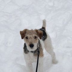 Подробнее об объявлении «Пропала собака кобель Кемерово» Фото: пропала собака Фокстерьер «Пропала собака кобель Кемерово» в г. Кемерово