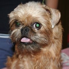 Подробнее об объявлении «Пропала собака помогите умоляю  Самара» Фото: пропала собака Брюссельский гриффон «Пропала собака помогите умоляю  Самара» в г. Самара