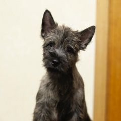 Подробнее об объявлении «Оренбург Пропала собака кобель 17декабря в п. весенний убежал щенок» Фото: пропала собака Керн терьер «Оренбург Пропала собака кобель 17декабря в п....» в г. Оренбург