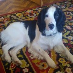 Подробнее об объявлении «Пропала собака кобель. кличка торнадо Балаково» Фото: пропала собака Русский охотничий спаниель «Пропала собака кобель. кличка торнадо Балаково» в г. Балаково