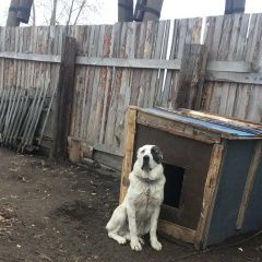 Подробнее об объявлении «Красноярск Пропала собака кобель вознаграждение за собаку» Фото: пропала собака  «Красноярск Пропала собака кобель вознаграждение...» в г. Красноярск