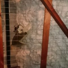 Подробнее об объявлении «Пропала собака кобель Тюмень» Фото: пропала собака Сибирская хаски «Пропала собака кобель Тюмень» в г. Тюмень