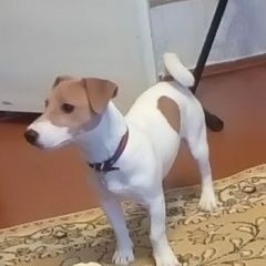 Подробнее об объявлении «Пропала собака кобель 16.12.18 Сыктывкар» Фото: пропала собака Джек рассел терьер «Пропала собака кобель 16.12.18 Сыктывкар» в г. Сыктывкар