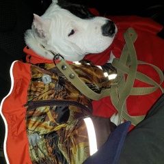 Подробнее об объявлении «Пропала собака кобель Самара» Фото: пропала собака Американский стаффордширский терьер «Пропала собака кобель Самара» в г. Самара