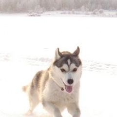Подробнее об объявлении «Пропала собака кобель Братск» Фото: пропала собака Сибирская хаски «Пропала собака кобель Братск» в г. Братск