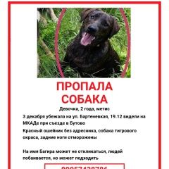 Подробнее об объявлении «Пропала собака Москва» Фото: пропала собака  «Пропала собака Москва» в г. Москва