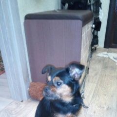 Подробнее об объявлении «Пропала собака Каменск-Уральский» Фото: пропала собака  «Пропала собака Каменск-Уральский» в г. Каменск-Уральский