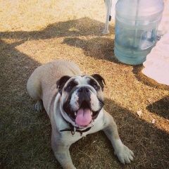 Подробнее об объявлении «Пропала собака кобель Борисовка» Фото: пропала собака Английский бульдог «Пропала собака кобель Борисовка» в г. Борисовка