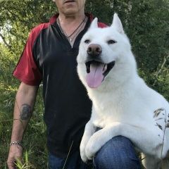 Подробнее об объявлении «Пропала собака кобель сибирский хаски Омск» Фото: пропала собака Сибирская хаски «Пропала собака кобель сибирский хаски Омск» в г. Омск