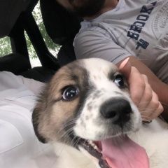 Подробнее об объявлении «Пропала собака Владикавказ» Фото: пропала собака  «Пропала собака Владикавказ» в г. Владикавказ