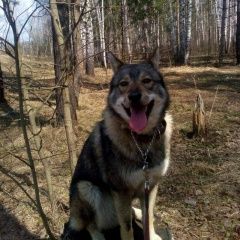 Подробнее об объявлении «Пропала собака кобель Пушкино» Фото: пропала собака  «Пропала собака кобель Пушкино» в г. Пушкино