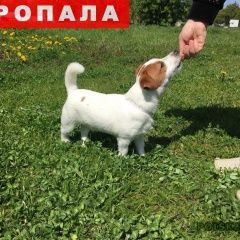 Подробнее об объявлении «Калининград (Кенигсберг) Пропала собака кобель» Фото: пропала собака Джек рассел терьер «Калининград (Кенигсберг) Пропала собака кобель» в г. Калининград (Кенигсберг)