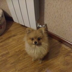 Подробнее об объявлении «Пропала собака кобель шпиц (щенок) Реутов» Фото: пропала собака Померанский шпиц «Пропала собака кобель шпиц (щенок) Реутов» в г. Реутов