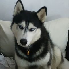 Подробнее об объявлении «Пропала собака кобель Аксай (Ростовская обл.)» Фото: пропала собака Сибирская хаски «Пропала собака кобель Аксай (Ростовская обл.)» в г. Аксай (Ростовская обл.)