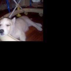 Подробнее об объявлении «Пропала собака помагите найти. Алексеевка (Белгородская обл.)» Фото: пропала собака Сибирская хаски «Пропала собака помагите найти. Алексеевка...» в г. Алексеевка (Белгородская обл.)