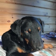 Подробнее об объявлении «Пропала собака кобель ло приозерский р-н Санкт-Петербург» Фото: пропала собака Ягд-терьер «Пропала собака кобель ло приозерский р-н...» в г. Санкт-Петербург