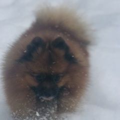 Подробнее об объявлении «Пропала собака кобель помогите найти Москва» Фото: пропала собака  «Пропала собака кобель помогите найти Москва» в г. Москва