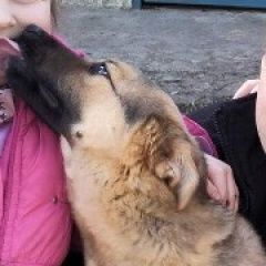 Подробнее об объявлении «Пропала собака в дзержинске/старинки Дзержинск Минская обл.» Фото: пропала собака  «Пропала собака в дзержинске/старинки Дзержинск...» в г. Дзержинск Минская обл.