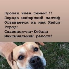 Подробнее об объявлении «Пропала собака член семьи Славянск-на-Кубани» Фото: пропала собака Ка-де-бо (перро дого майоркин) «Пропала собака член семьи Славянск-на-Кубани» в г. Славянск-на-Кубани