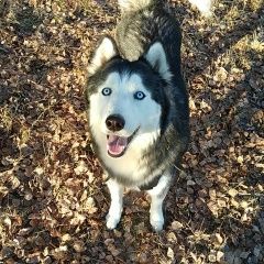 Подробнее об объявлении «Пропала собака кобель хаски бело-серый Серпухов» Фото: пропала собака Сибирская хаски «Пропала собака кобель хаски бело-серый Серпухов» в г. Серпухов